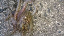 まづめ30分のみ