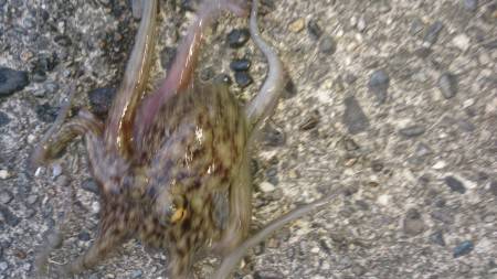 まづめ30分のみ