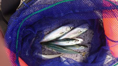 豆アジのはずが…