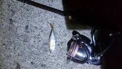 マメマメマメアジング