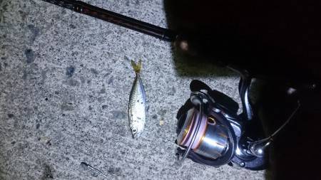 マメマメマメアジング