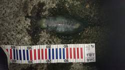 春イカ終了ですね！