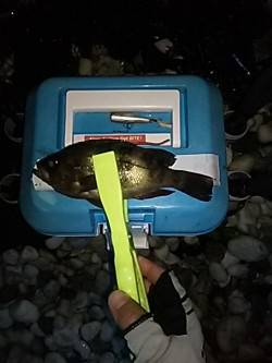 アジ調査でしたが・・・