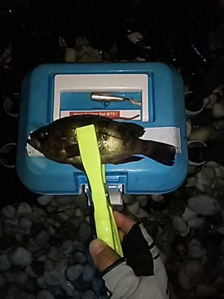 アジ調査でしたが・・・