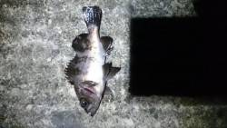 ファーストキャスト！