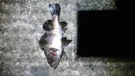 ファーストキャスト！