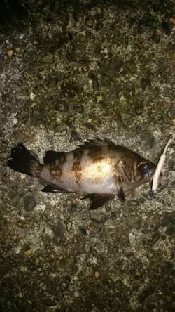 少しのジアイ。