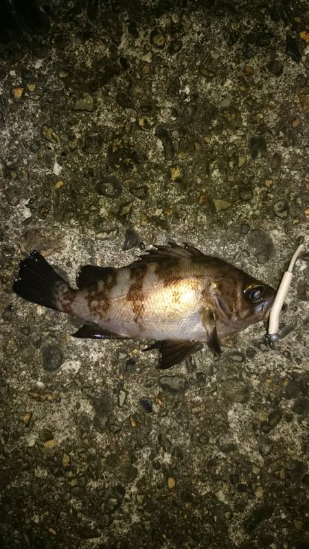 少しのジアイ。