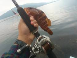 敦賀ロック(￣▽￣)