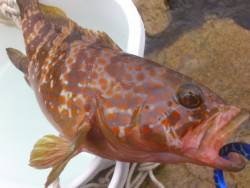 敦賀ライトゲーム