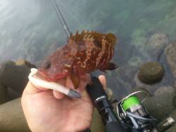 美味しいのが釣れました