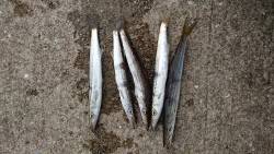 今年のカマシング