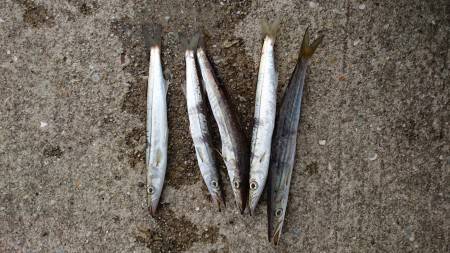 今年のカマシング