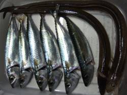 サバはまだでした。