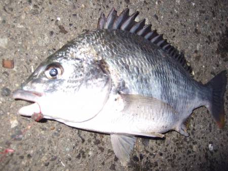 キビレ狙い＋キス