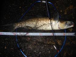 メタルバイブのテクトロでチヌがヒット♪