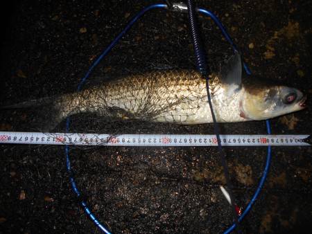 メタルバイブのテクトロでチヌがヒット♪