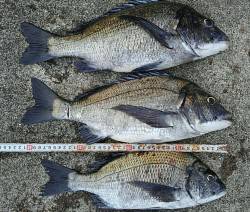 後輩のチヌ釣りデビュー戦！