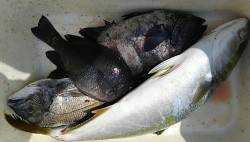 ２年振りの三田浜山越え！地磯！