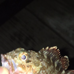 エビ撒かずとも