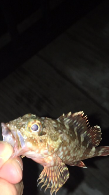 エビ撒かずとも