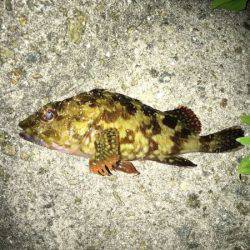 遠征ガシリング