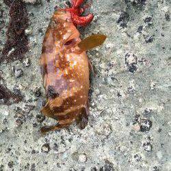 イマイチでした。