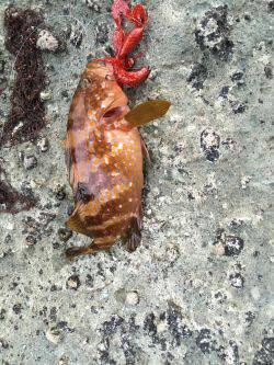 イマイチでした。