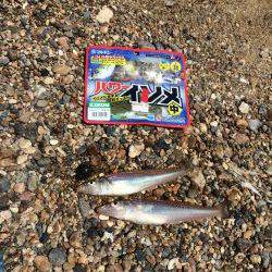 安定のコウイカ。