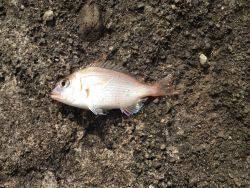 キスリベンジならず…