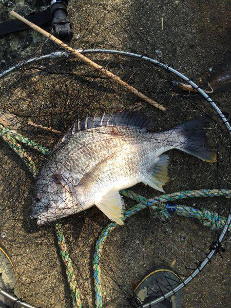 ライトタックルキビレゲーム