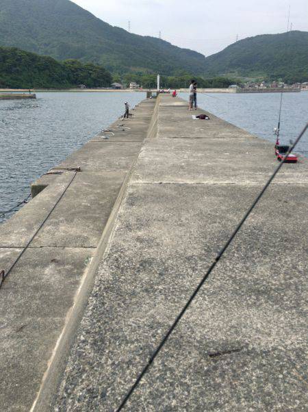 ガシラと豆アジ