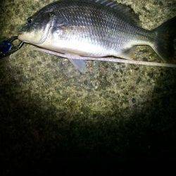 チニング…ハマります