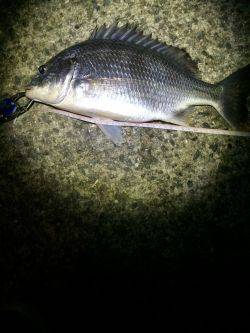 チニング…ハマります