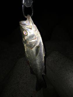 イワシパターン⁉︎