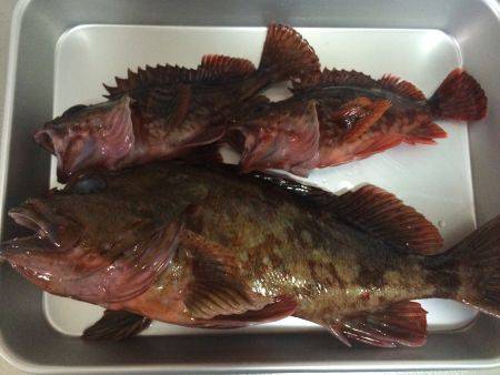 日本海アコウ探しの旅（不発）