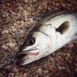 居着きシーバス