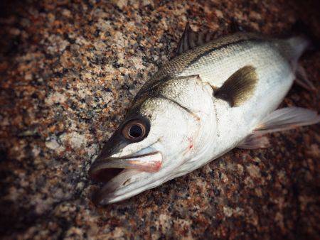 居着きシーバス