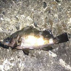 ブルーバックって奴ですね。