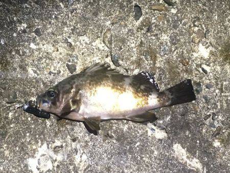 ブルーバックって奴ですね。