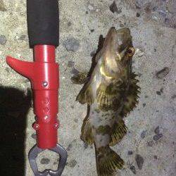 アジン…やっぱりガシリング!