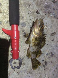 アジン…やっぱりガシリング!