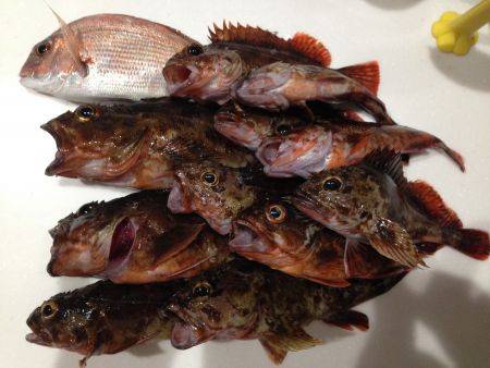 ガッシー釣ったぞー