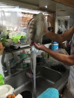 初親アオリイカ