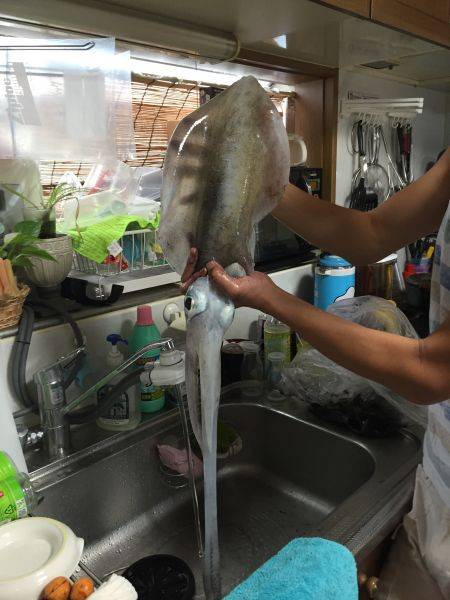 初親アオリイカ