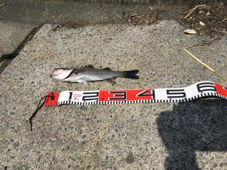 宮津マゴチ情報