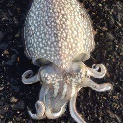 メバリング★エギング