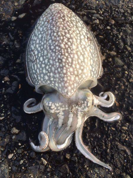 メバリング★エギング