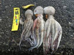 オクトパッシング*\\(^o^)/*