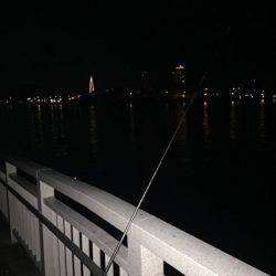 タチウオなんとか1匹